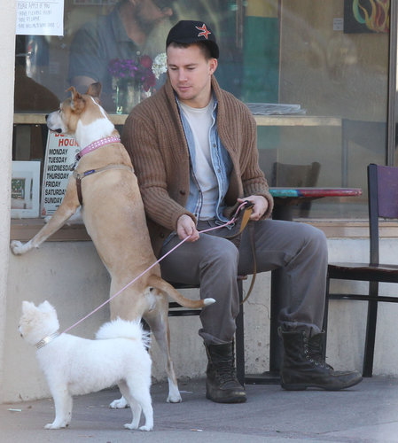 Channing Tatum's rescue pup, Lulu, and his wife Jenna Dewan's pretty pooch, Meeka, waited outside for her in Santa Barbara, CA, in February 2013.
Channing Tatum's rescue pup, Lulu, and his wife Jenna Dewan's pretty pooch, Meeka, waited outside for her in Santa Barbara, CA, in February 2013.