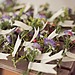 Flower Bunches