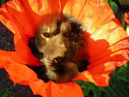 Poppy Lion
