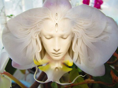 White Orchid