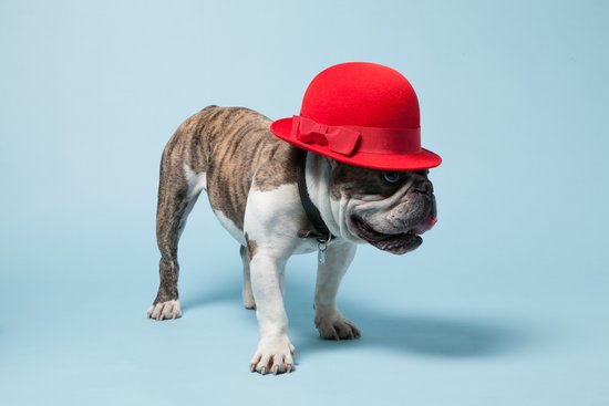 Papillon, a British Bulldog, wearing Marie Mercie's Thelma Cloche Hat ($385).
Photo courtesy of Avenue32.
Papillon, a British Bulldog, wearing Marie Mercie's Thelma Cloche Hat ($385).
Photo courtesy of Avenue32.