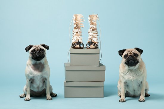 Pugs Gladys, left, and Peggy with Bionda Castana's Cream Leather Kiki Cage Heels ($940).
Photo courtesy of Avenue32.
Pugs Gladys, left, and Peggy with Bionda Castana's Cream Leather Kiki Cage Heels ($940).
Photo courtesy of Avenue32.