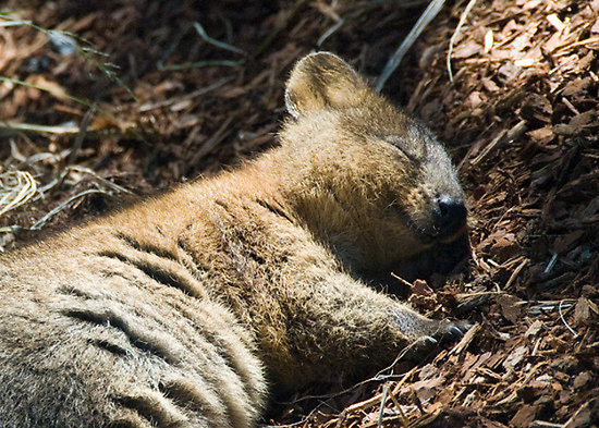Quokkas even look like they're smiling when they're fast asleep!
Source: Tumblr user Let's Get Science-y
Quokkas even look like they're smiling when they're fast asleep!
Source: Tumblr user Let's Get Science-y