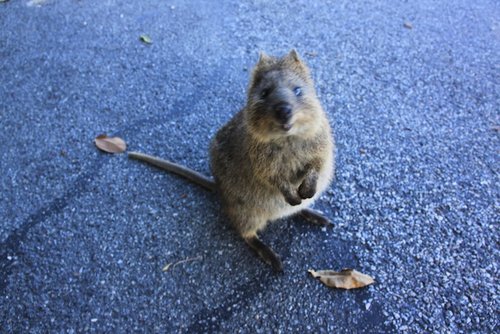 Like most macropods, quokkas have pouches and are herbivores, but unlike other marsupials in their family, they can climb trees and shrubs.
Source: Tumblr user Right as Rain
Like most macropods, quokkas have pouches and are herbivores, but unlike other marsupials in their family, they can climb trees and shrubs.
Source: Tumblr user Right as Rain