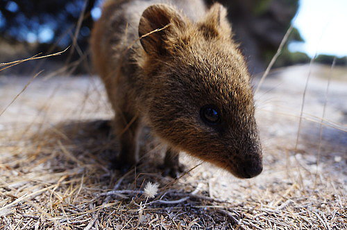 Quokkas live among tall grasses and shrubs, organized in family groups led by a male, and become active at night, gathering in large social groups.
Source: Tumblr user すごろく語録
Quokkas live among tall grasses and shrubs, organized in family groups led by a male, and become active at night, gathering in large social groups.
Source: Tumblr user すごろく語録