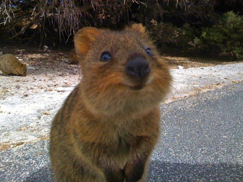 Quokkas are classified as "vulnerable," according to the International Union For Conservation of Nature. Humans, take note: we can always do something to help keep the world a smilier place.
Source: Tumblr user Her Middle Name Was Boom
Quokkas are classified as "vulnerable," according to the International Union For Conservation of Nature. Humans, take note: we can always do something to help keep the world a smilier place.
Source: Tumblr user Her Middle Name Was Boom