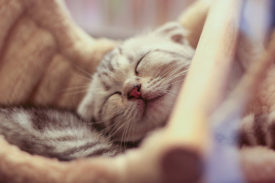 How cute is this smiling kitty?
Source: Flickr user glennsajan
How cute is this smiling kitty?
Source: Flickr user glennsajan
