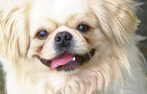 Hey there, happy dog!
Source: Flickr user Muffet
Hey there, happy dog!
Source: Flickr user Muffet
