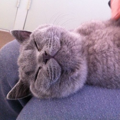 This cat's so happy to have a lap to sit on.
Source: Instagram user tofuthebritishshorthair
This cat's so happy to have a lap to sit on.
Source: Instagram user tofuthebritishshorthair