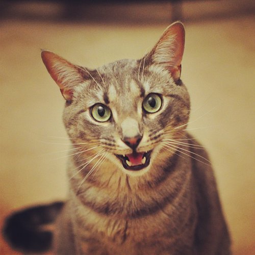 Meow!
Source: Instagram user theothertim
Meow!
Source: Instagram user theothertim