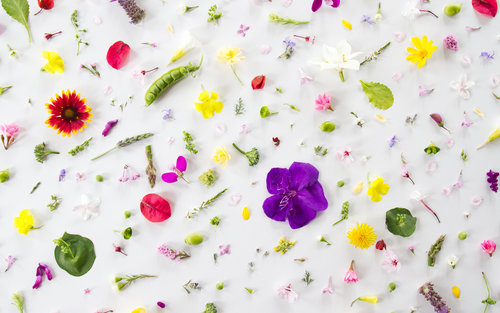 Food and Flowers by Julie Lee Food and Flowers by Julie Lee