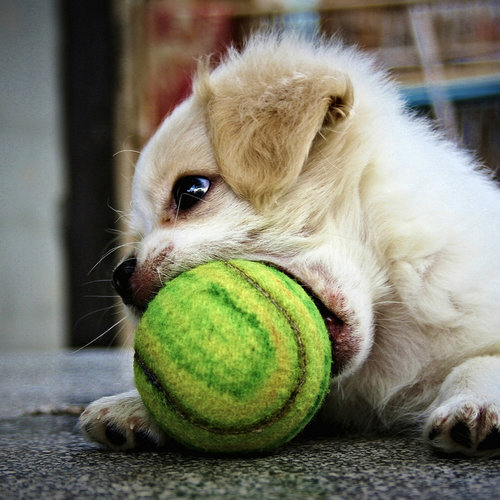 Set Up Your Own Puppy Cam in 6 Steps