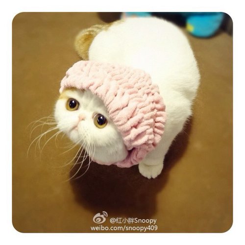 This Exotic Shorthair is a cartoon character. No, really. I think this entire account is CGI.
Source: Instagram user snoopybabe
This Exotic Shorthair is a cartoon character. No, really. I think this entire account is CGI.
Source: Instagram user snoopybabe