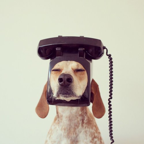 Coonhound Maddie's owner, Theron Humphrey, loves to take pictures of his pooch standing on or wearing random objects. It sounds silly, but his photography is gorgeous.
Source: Instagram user thiswildidea
Coonhound Maddie's owner, Theron Humphrey, loves to take pictures of his pooch standing on or wearing random objects. It sounds silly, but his photography is gorgeous.
Source: Instagram user thiswildidea