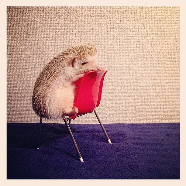 In a world dominated by cats and dogs, it's nice to see a different species on Instagram. Darcy the hedgehog does not disappoint.
Source: Instagram user darcytheflyinghedgehog
In a world dominated by cats and dogs, it's nice to see a different species on Instagram. Darcy the hedgehog does not disappoint.
Source: Instagram user darcytheflyinghedgehog