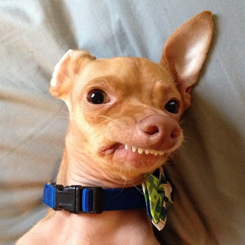 Prepare to melt! This is Tuna, a Chiweenie with a lower jawline dysfunction that gives him an exaggerated overbite. He may look peculiar, but he's still a happy and cuddly dog.
Source: Instagram user tunameltsmyheart
Prepare to melt! This is Tuna, a Chiweenie with a lower jawline dysfunction that gives him an exaggerated overbite. He may look peculiar, but he's still a happy and cuddly dog.
Source: Instagram user tunameltsmyheart