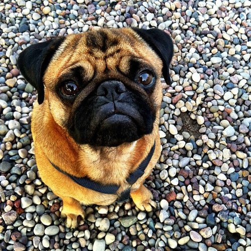 Everybody loves Pugs, and you'll definitely fall in love with Darwin, who goes wherever the road takes him.
Source: Instagram user wanderlustpug
Everybody loves Pugs, and you'll definitely fall in love with Darwin, who goes wherever the road takes him.
Source: Instagram user wanderlustpug