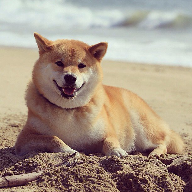It's Maru Taro the Shiba-inu, aka "the most famous dog on Instagram!"
Source: Instagram user marutaro
It's Maru Taro the Shiba-inu, aka "the most famous dog on Instagram!"
Source: Instagram user marutaro