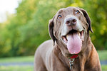 How to Keep Your Pets Cool in the Summer