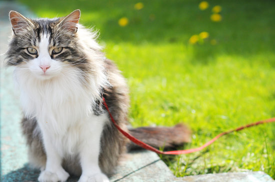 Summer Fun: Cats on Leashes Summer Fun: Cats on Leashes