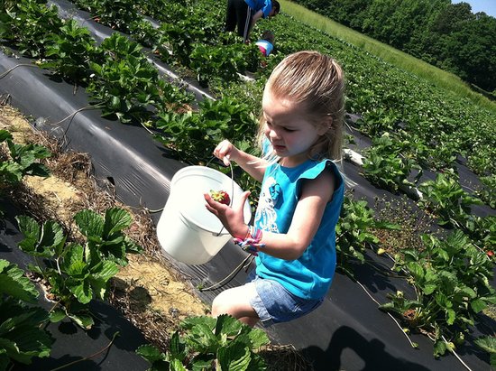 Visit a Pick-It-Yourself Farm Visit a Pick-It-Yourself Farm