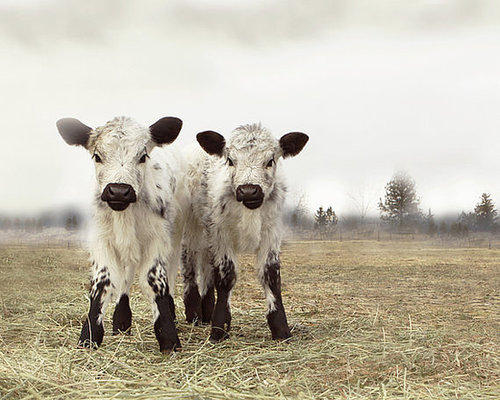 Moo-tastic Moo-tastic