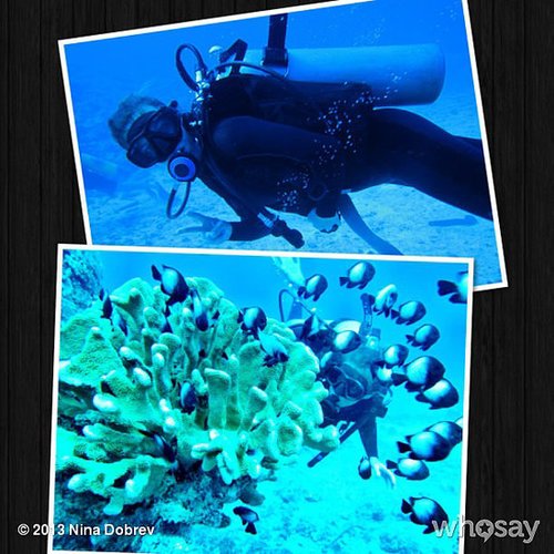 Nina Dobrev went deep-sea scuba diving.
Source: Nina Dobrev on WhoSay
Nina Dobrev went deep-sea scuba diving.
Source: Nina Dobrev on WhoSay