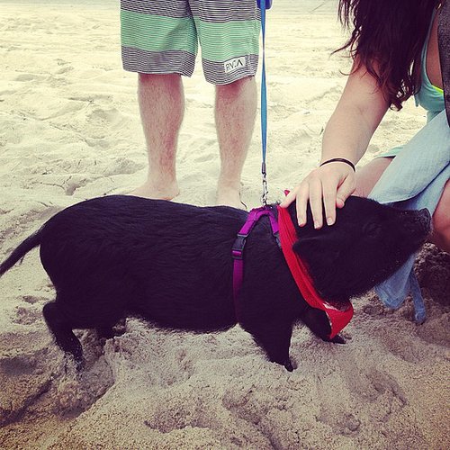 Beach Bum Beach Bum