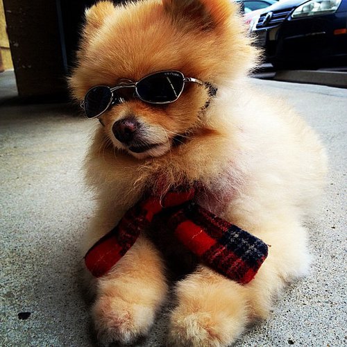 So Cute So Cute