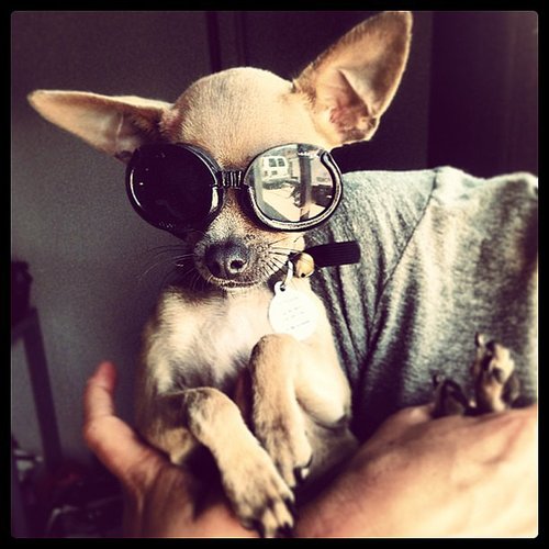 Shady Shades Shady Shades