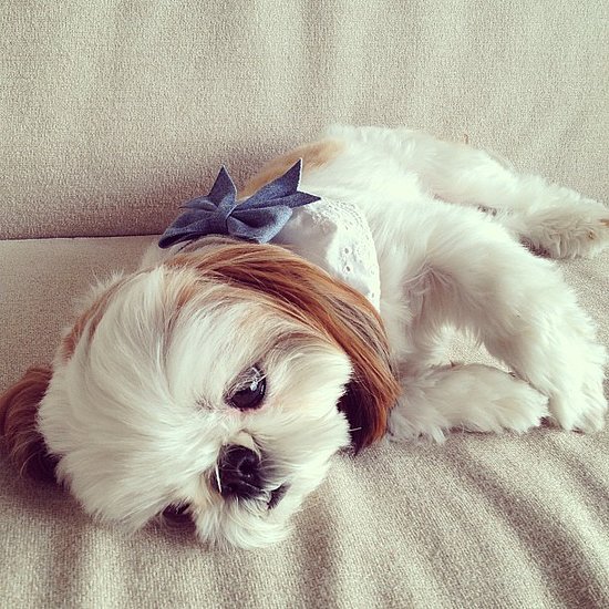 There's actually nothing sweeter than Shihtzu-Chihuahua mix Iriko. That's a fact.
Source: Instagram user hana_uoj
There's actually nothing sweeter than Shihtzu-Chihuahua mix Iriko. That's a fact.
Source: Instagram user hana_uoj