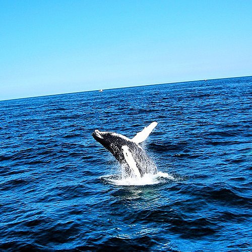 Go Whale Watching Go Whale Watching