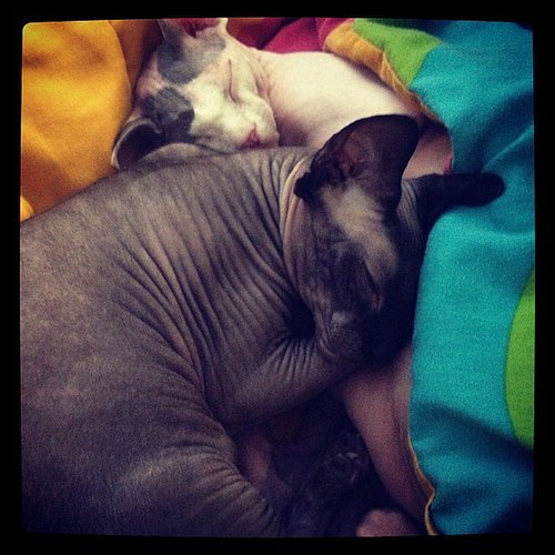Snuggle Snuggle