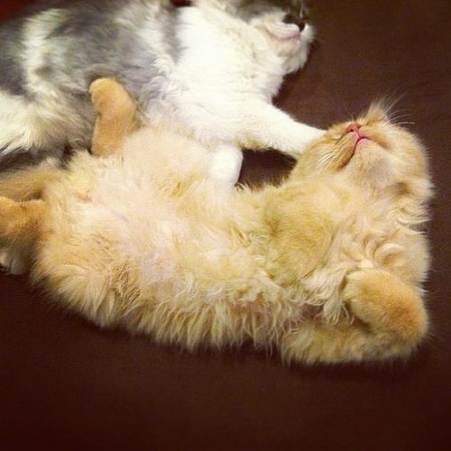Fluffers Fluffers
