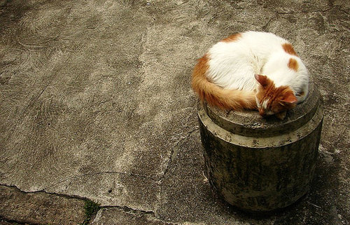 Fur Ball Fur Ball