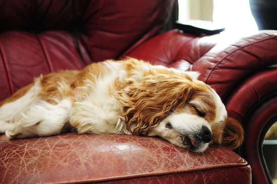 It's Never Too Early (or Late) For a Nap It's Never Too Early (or Late) For a Nap