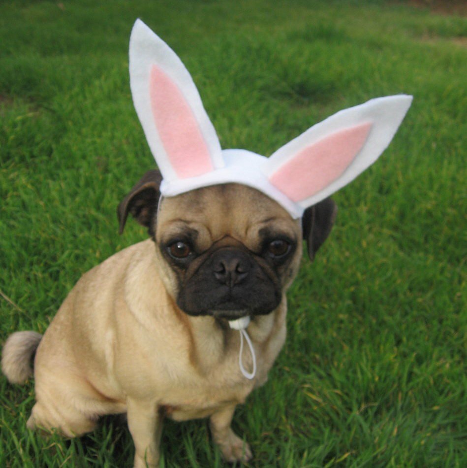 Bunny Bunny