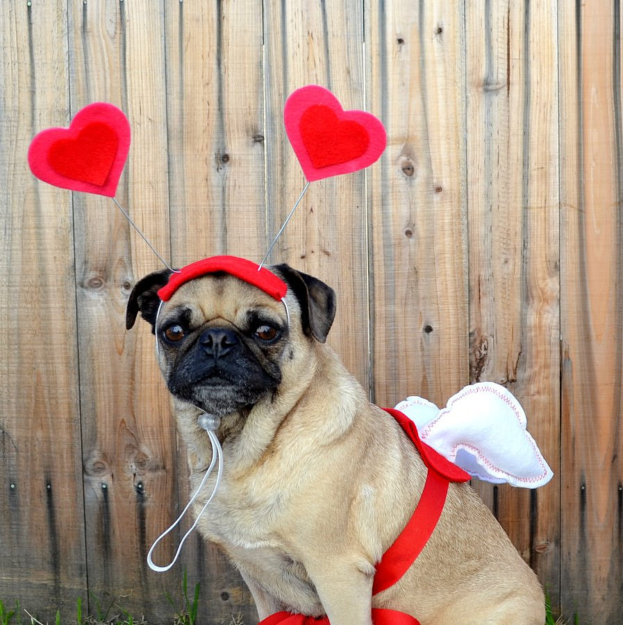 Love Bug Love Bug