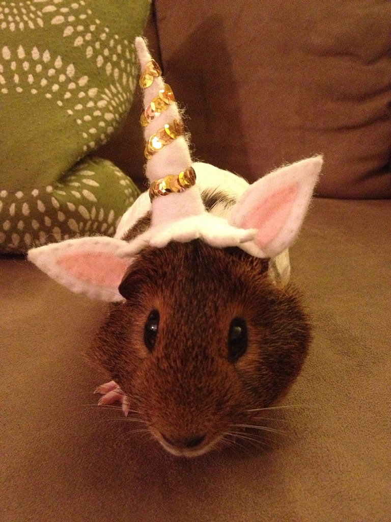 Unicorn Unicorn