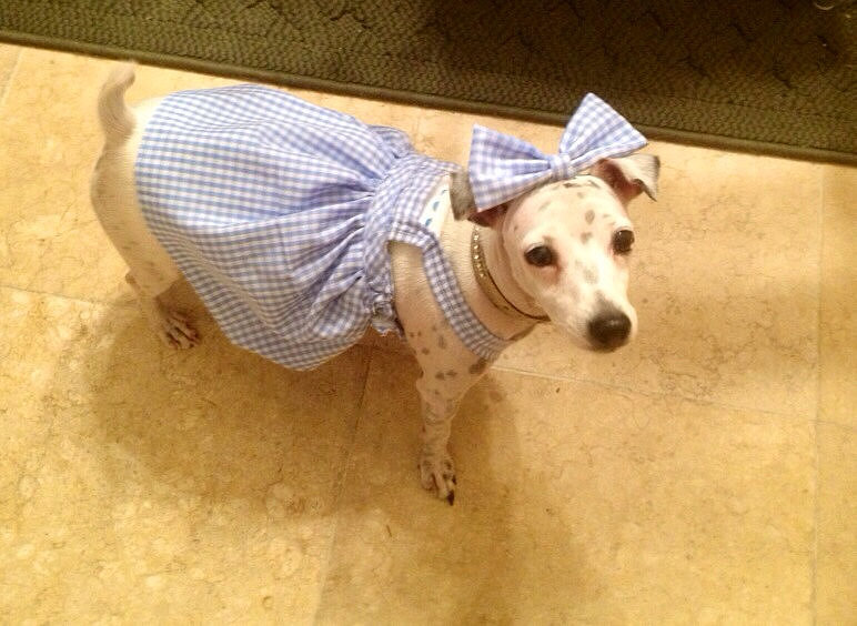 Dorothy Dorothy