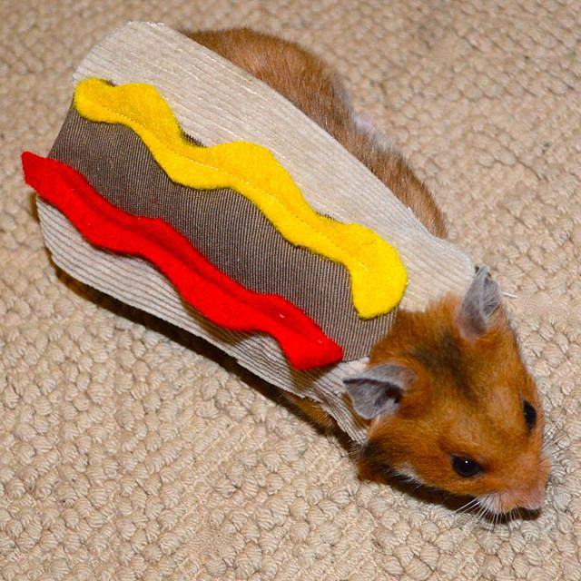 Hot Dog Hot Dog