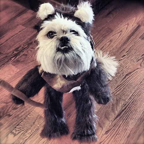 Ewok Ewok