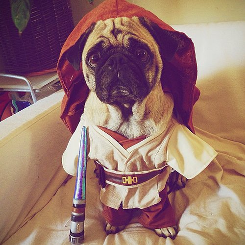 Master Jedi Master Jedi