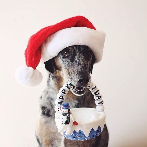 'Tis the Season 'Tis the Season