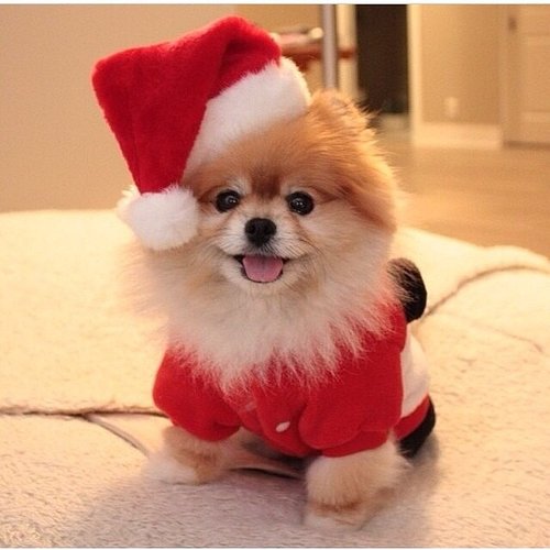 Fluffer Fluffer