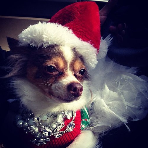 Festive Pup Festive Pup