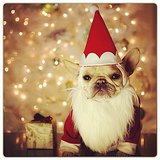 Cute Dogs in Santa Hats Pictures Cute Dogs in Santa Hats Pictures