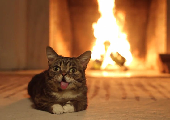 Lil Bub and Digital Yule Logs Warm the Hearth Lil Bub and Digital Yule Logs Warm the Hearth