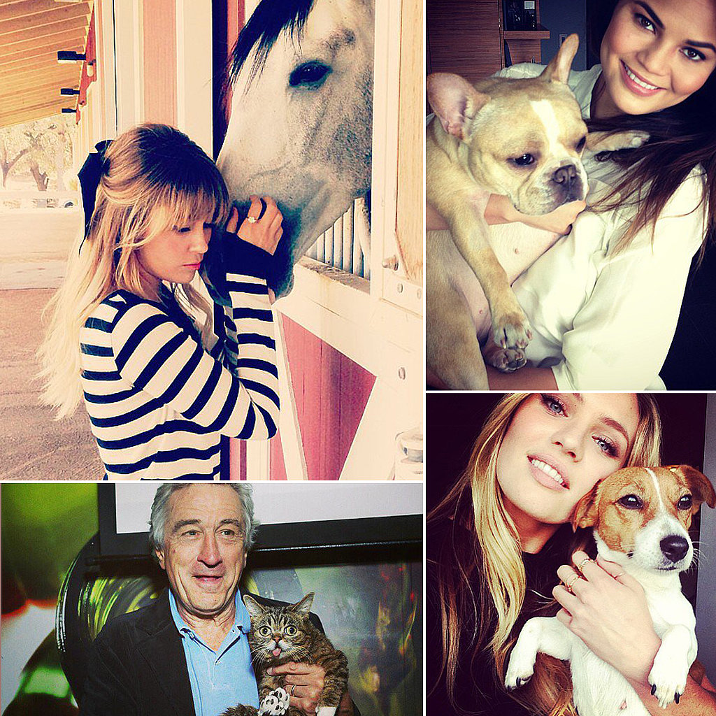 The Best Celebrity Pet Instagram Pictures of 2013 The Best Celebrity Pet Instagram Pictures of 2013