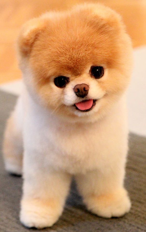 Meet Boo Meet Boo